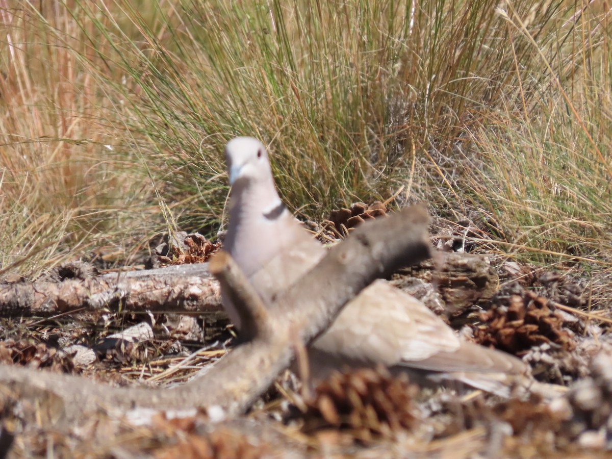 Eurasian Collared-Dove - ML467470531