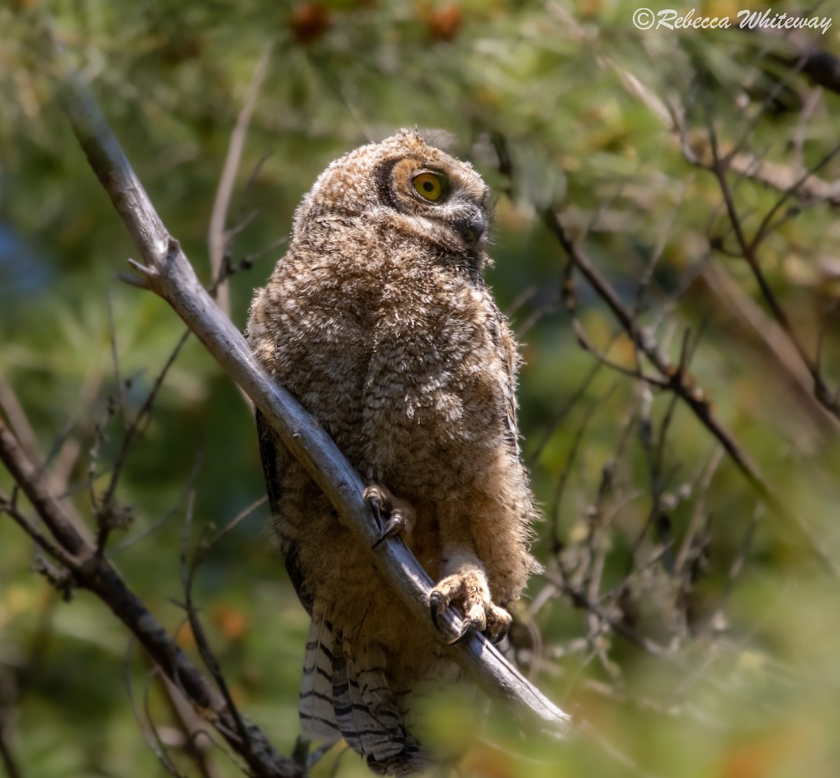 Great Horned Owl - ML467470631