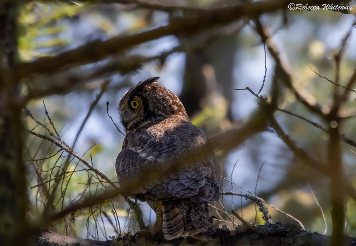Great Horned Owl - ML467470641
