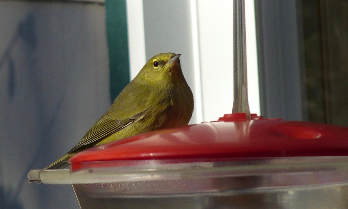 Orange-crowned Warbler - ML46747081