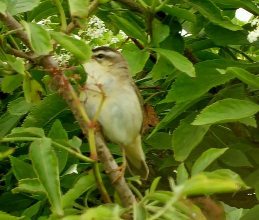 Sedge Warbler - ML467471331