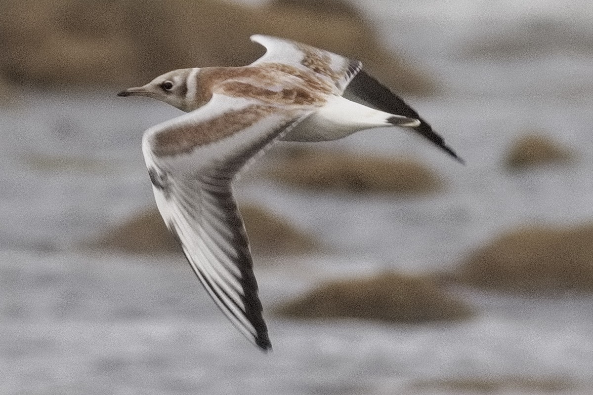 Black-headed Gull - ML467471991