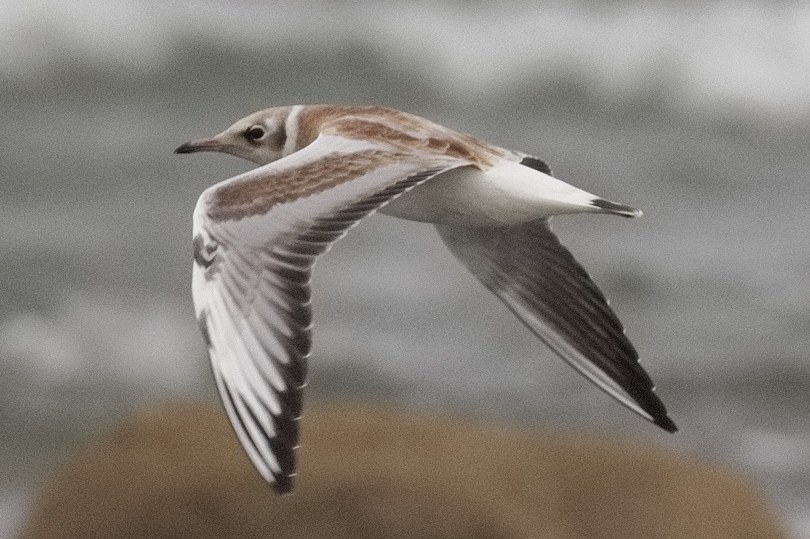 Black-headed Gull - ML467472021