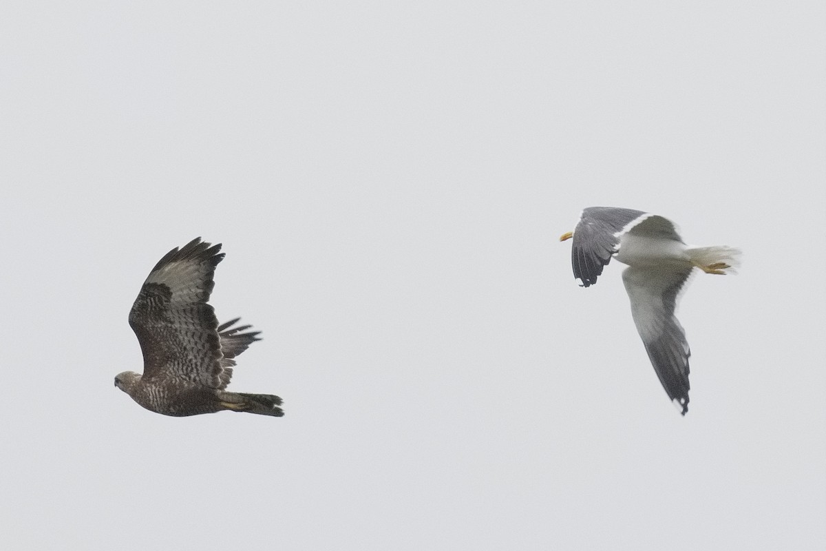 Lesser Black-backed Gull - ML467472171