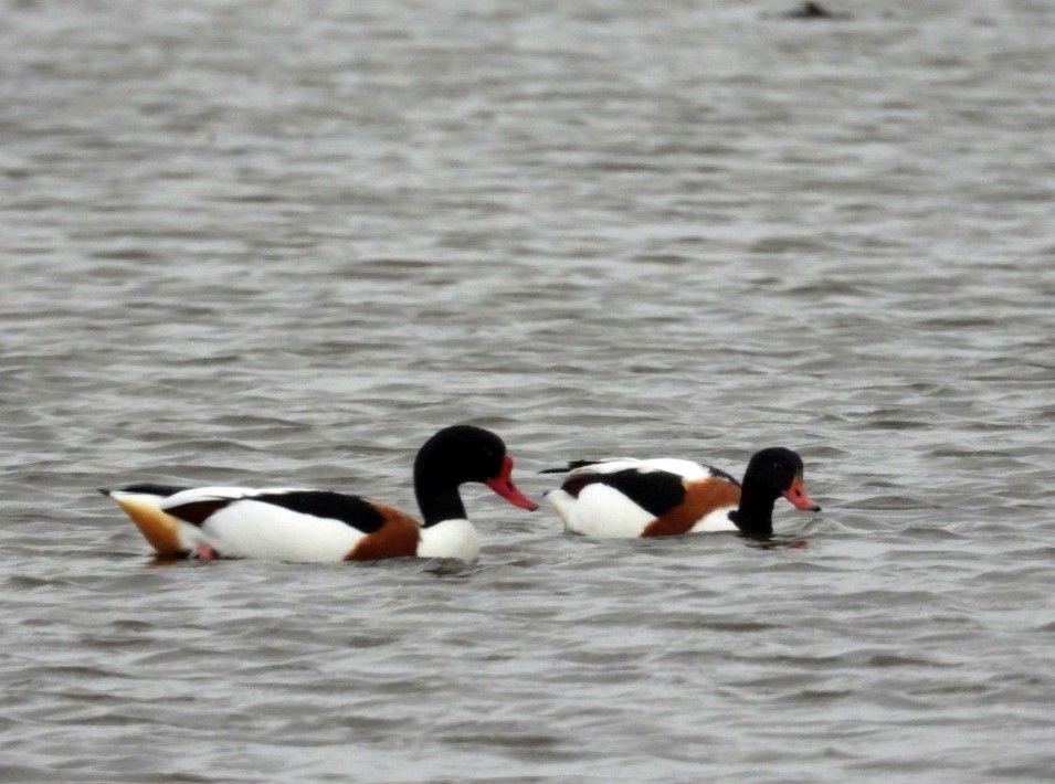 Common Shelduck - ML467472871