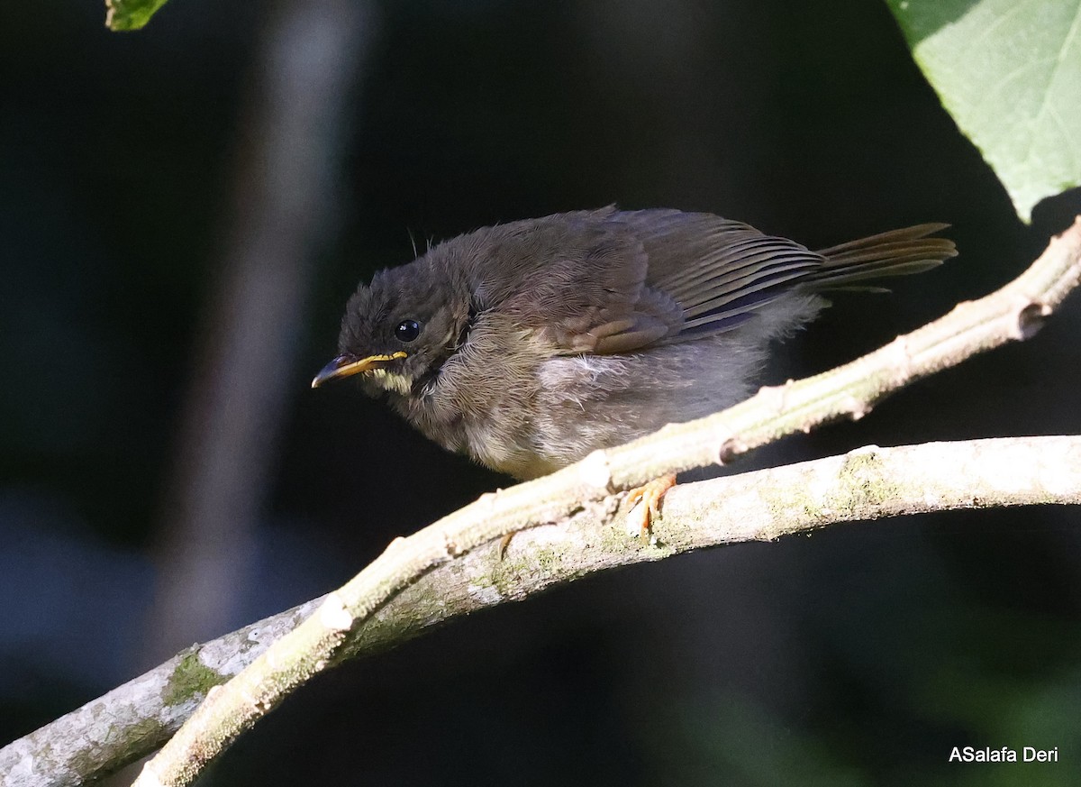 Yellow-whiskered Greenbul - ML467473361