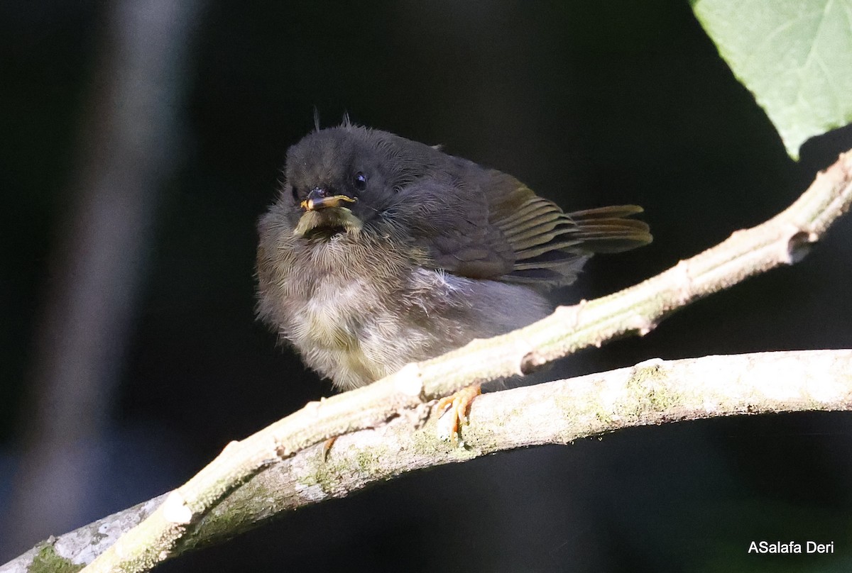 Yellow-whiskered Greenbul - ML467473371