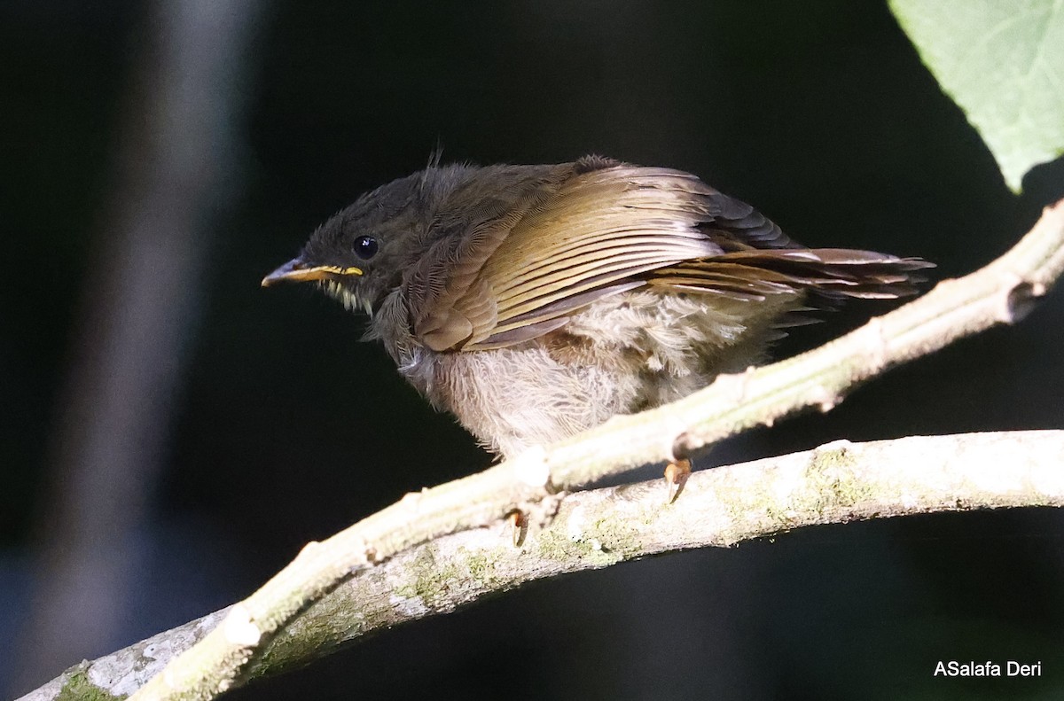 Yellow-whiskered Greenbul - ML467473391