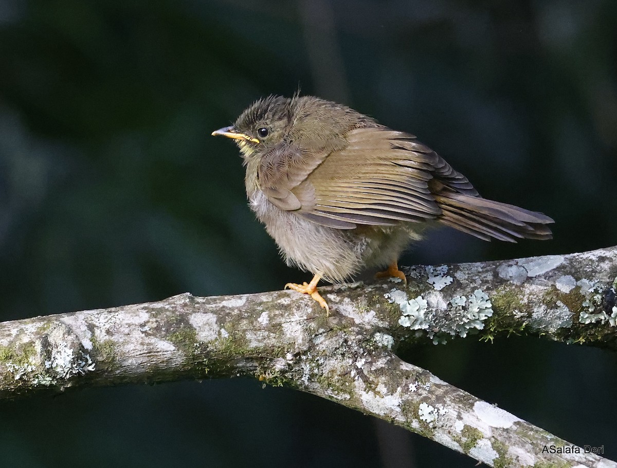 Yellow-whiskered Greenbul - ML467473421