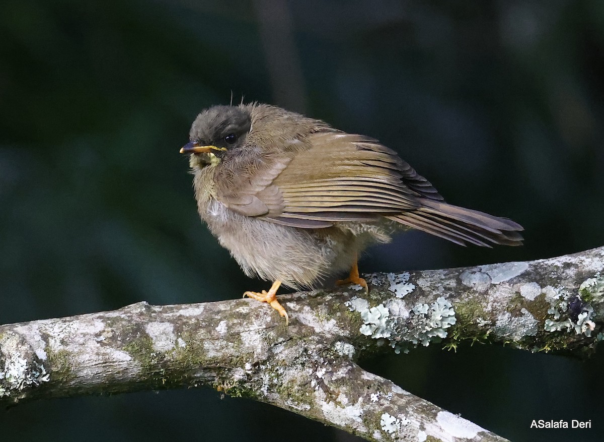 Yellow-whiskered Greenbul - ML467473431