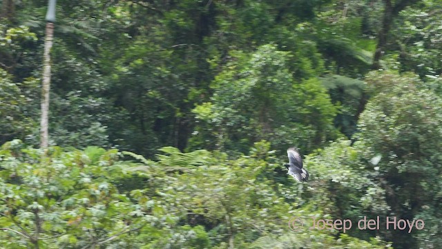 Águila Poma - ML467474831