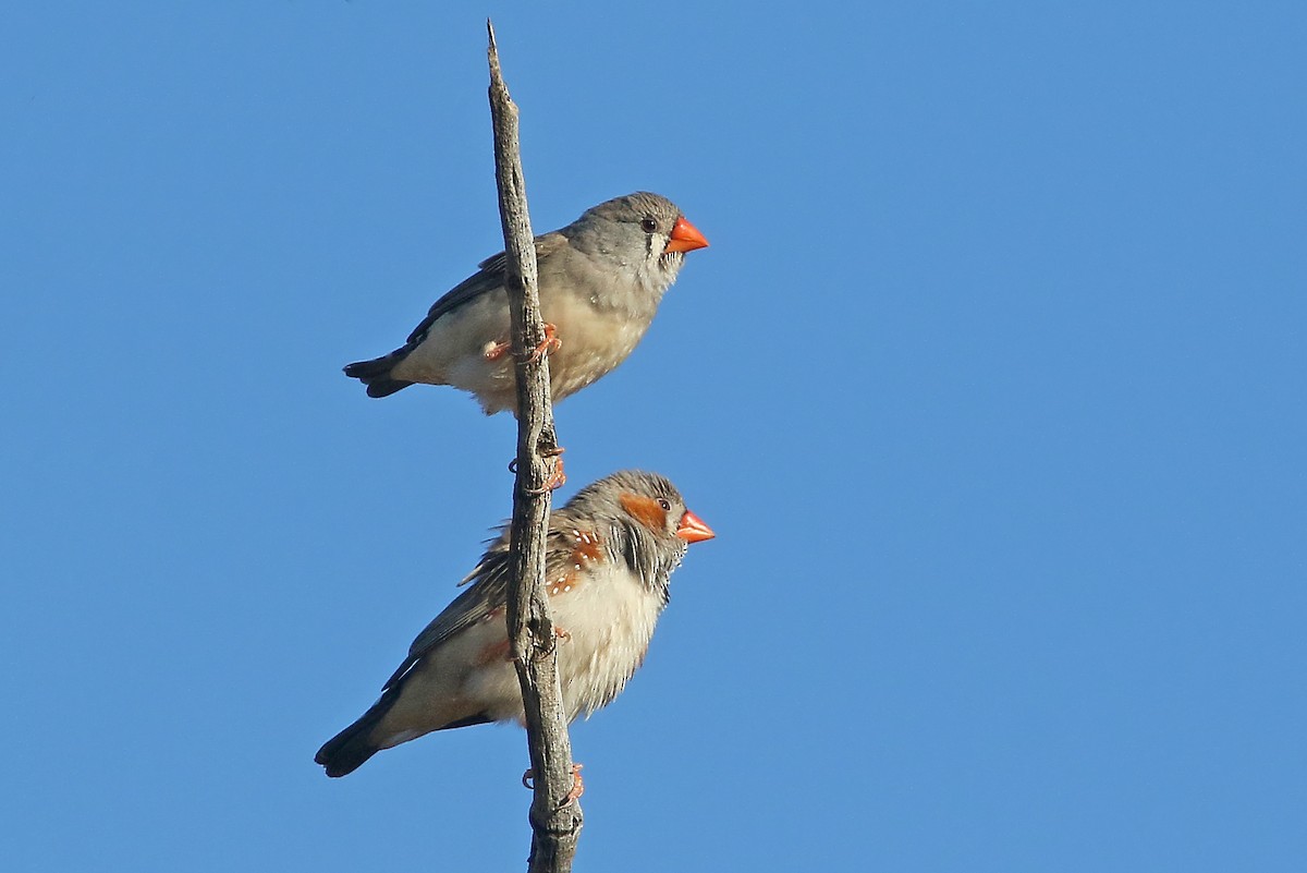 Zebra Finch - ML467474931