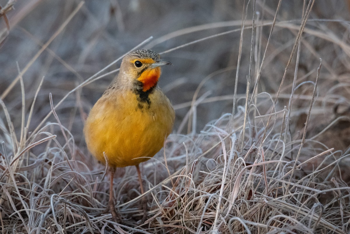 Orange-throated Longclaw - ML467475931
