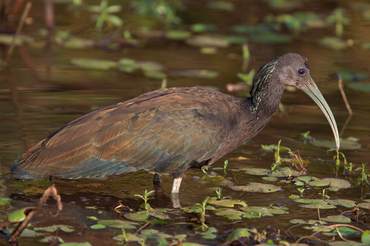 grønnakkeibis - ML467476011