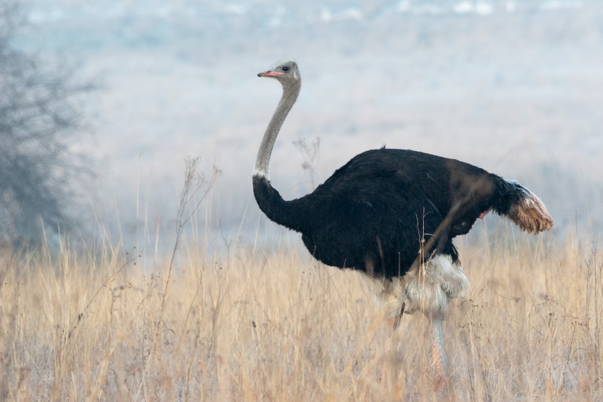 Common Ostrich - ML467476291