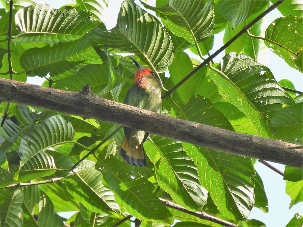 Red-bearded Bee-eater - ML467476331
