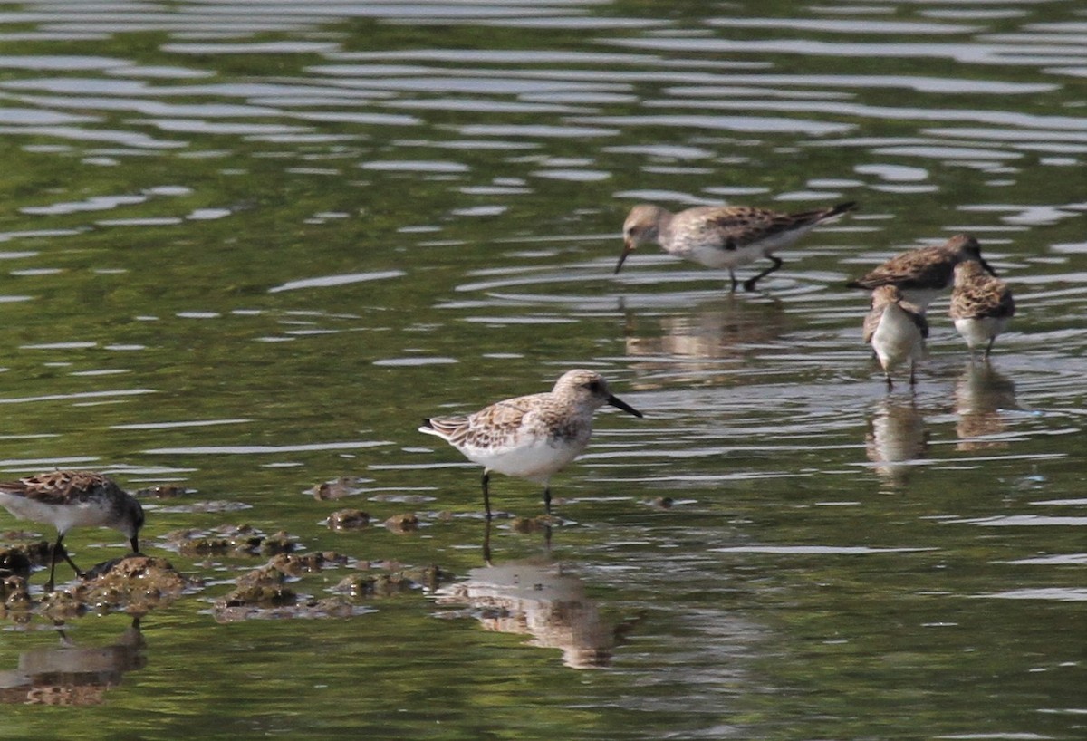 Bécasseau sanderling - ML467476421