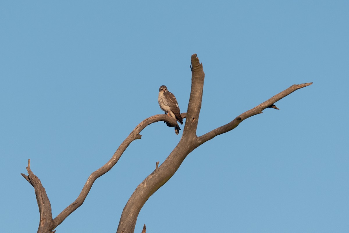 Ovambo Sparrowhawk - ML467477861