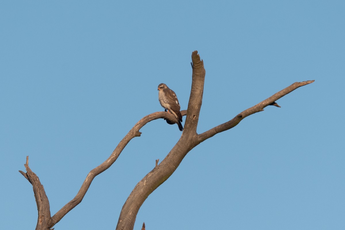 Ovambo Sparrowhawk - ML467477871