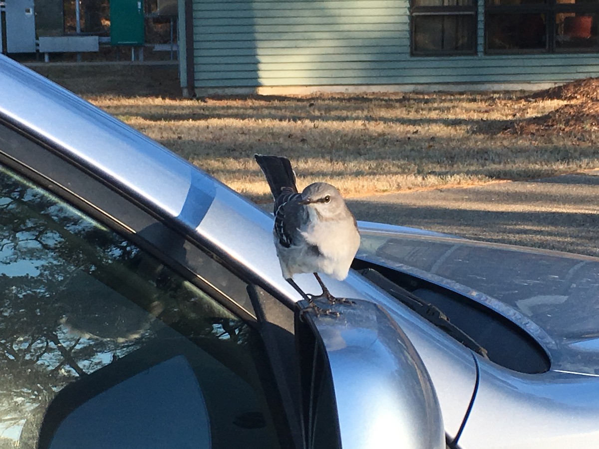 Northern Mockingbird - Max Lonzanida