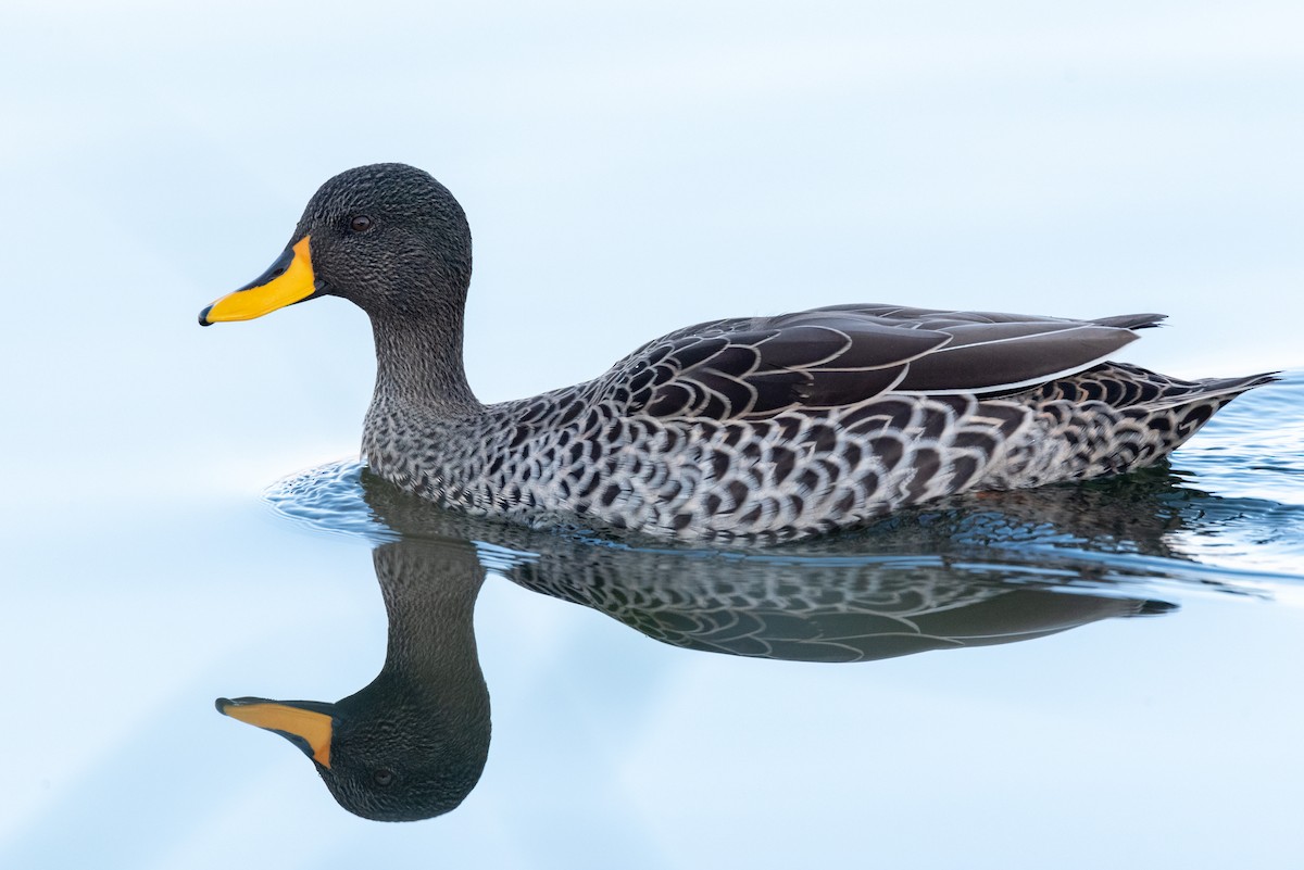 Yellow-billed Duck - ML467479101