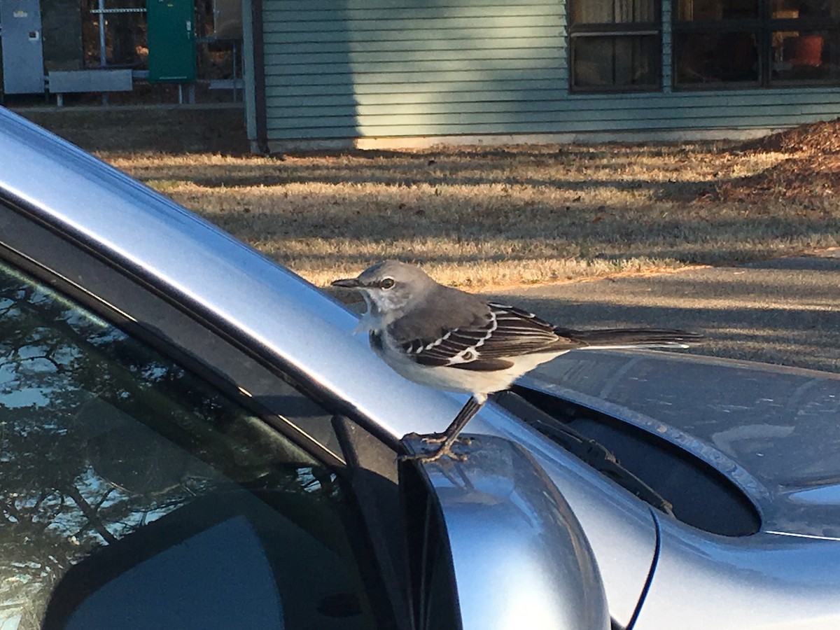 Northern Mockingbird - ML46747911