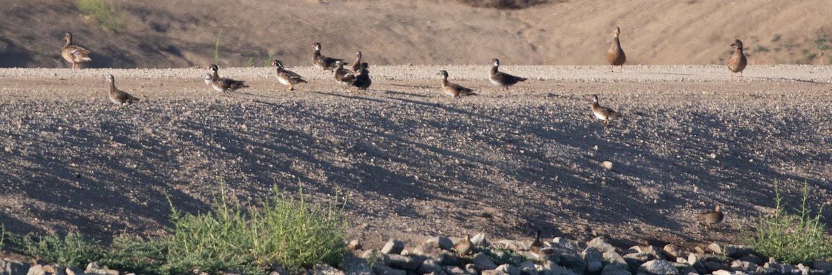 Wood Duck - ML467480661