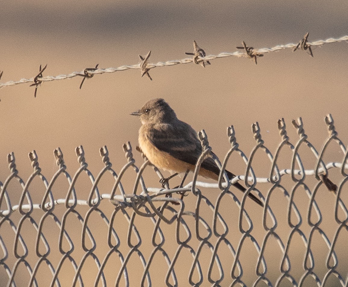 Say's Phoebe - ML467480761