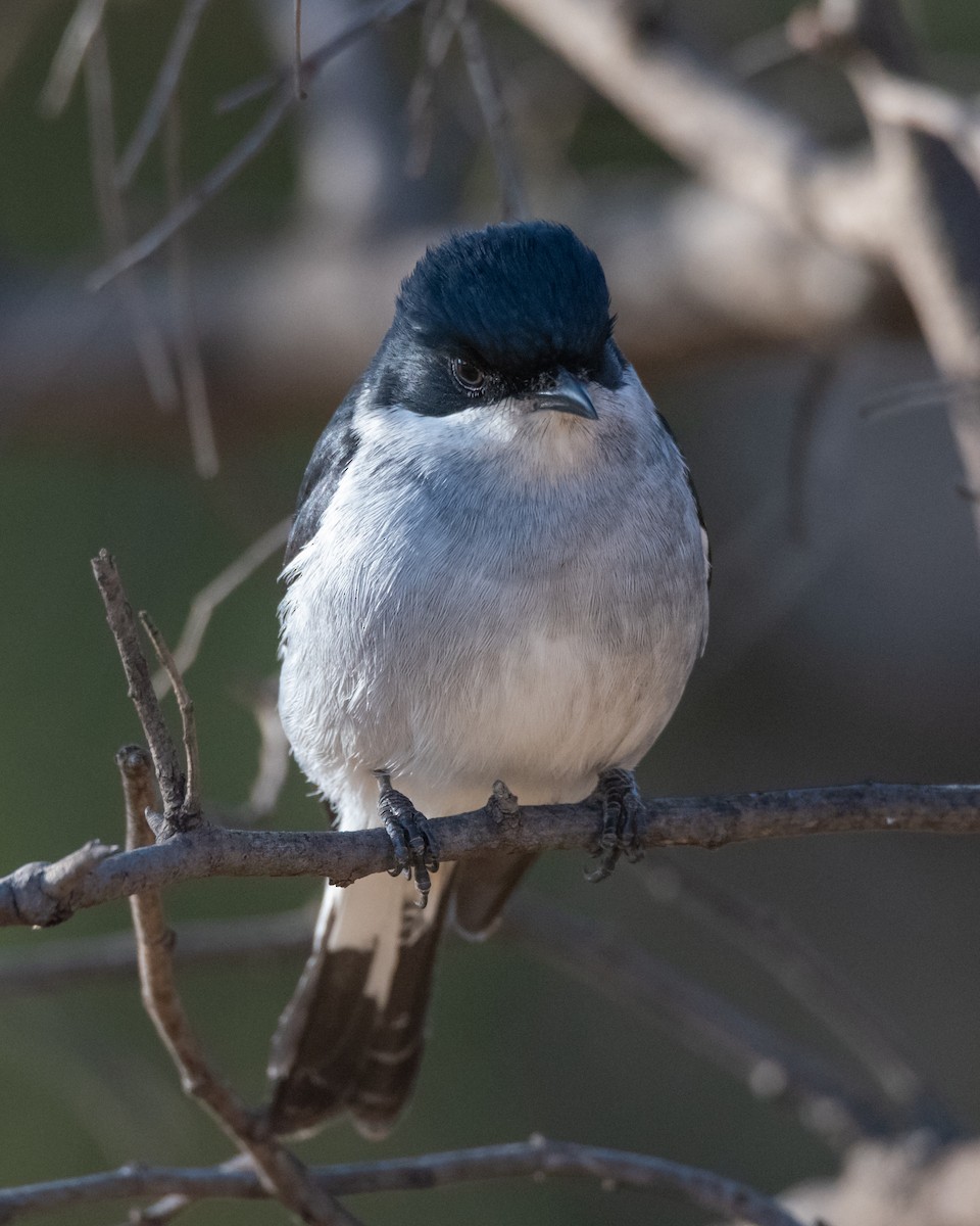 Fiscal Flycatcher - ML467481641