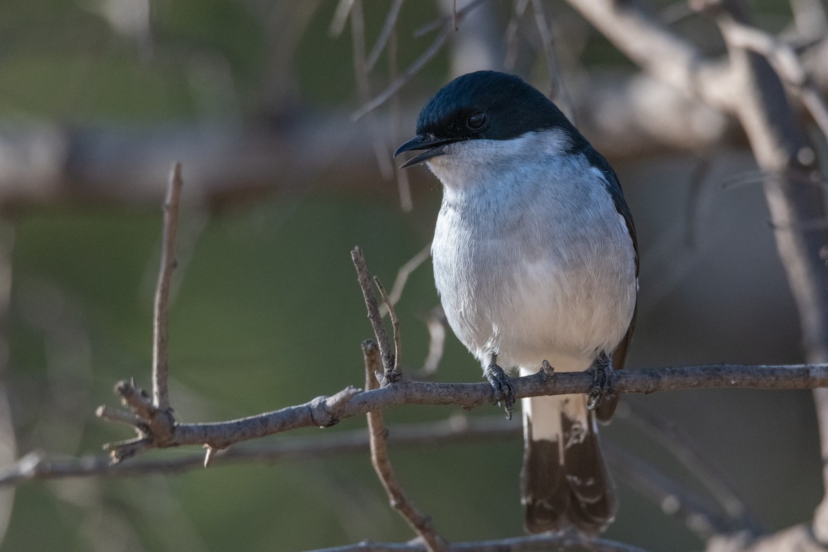 Fiscal Flycatcher - ML467482001