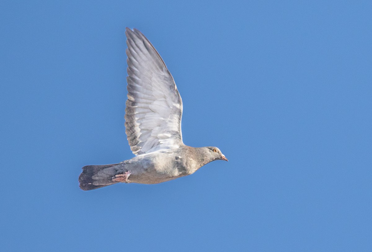 Rock Pigeon (Feral Pigeon) - ML467482581