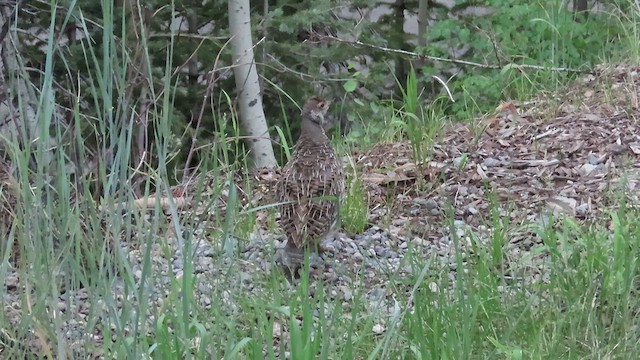 Dusky Grouse - ML467482591