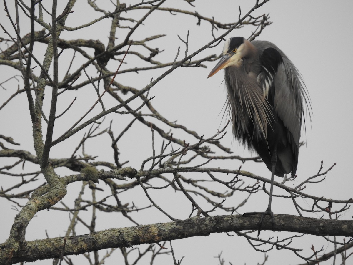 Great Blue Heron - ML46748321