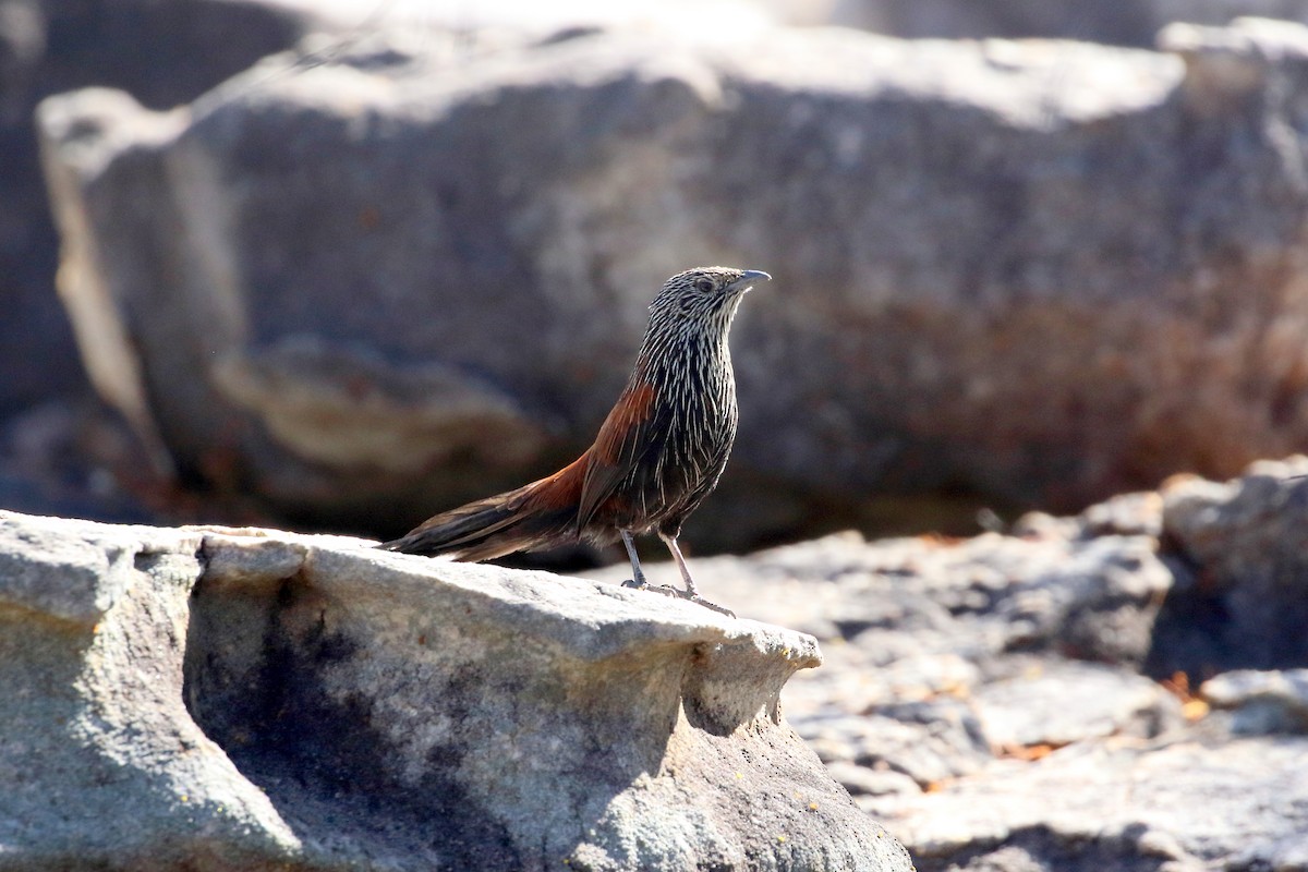 Black Grasswren - ML467484881