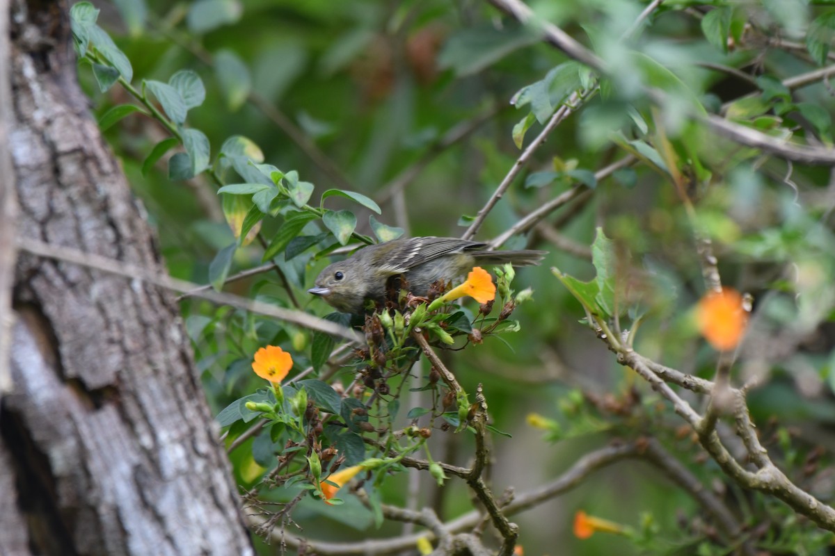 flowerpiercer sp. - ML467486721