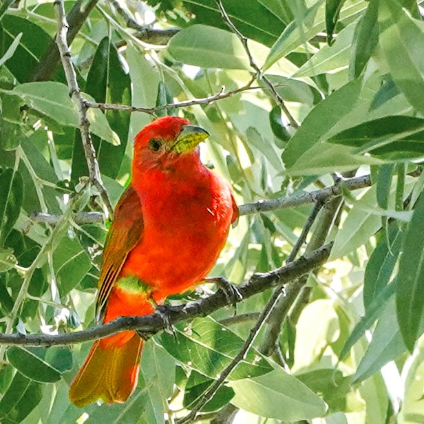 Summer Tanager - Cathy Severson