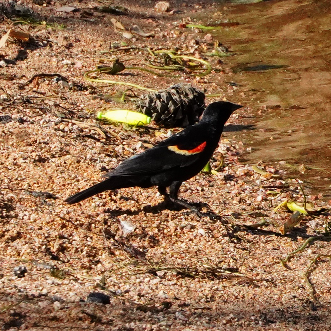 Red-winged Blackbird - ML467487881
