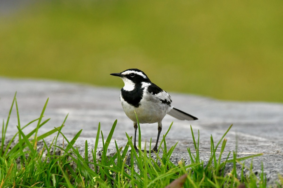 African Pied Wagtail - ML467488391