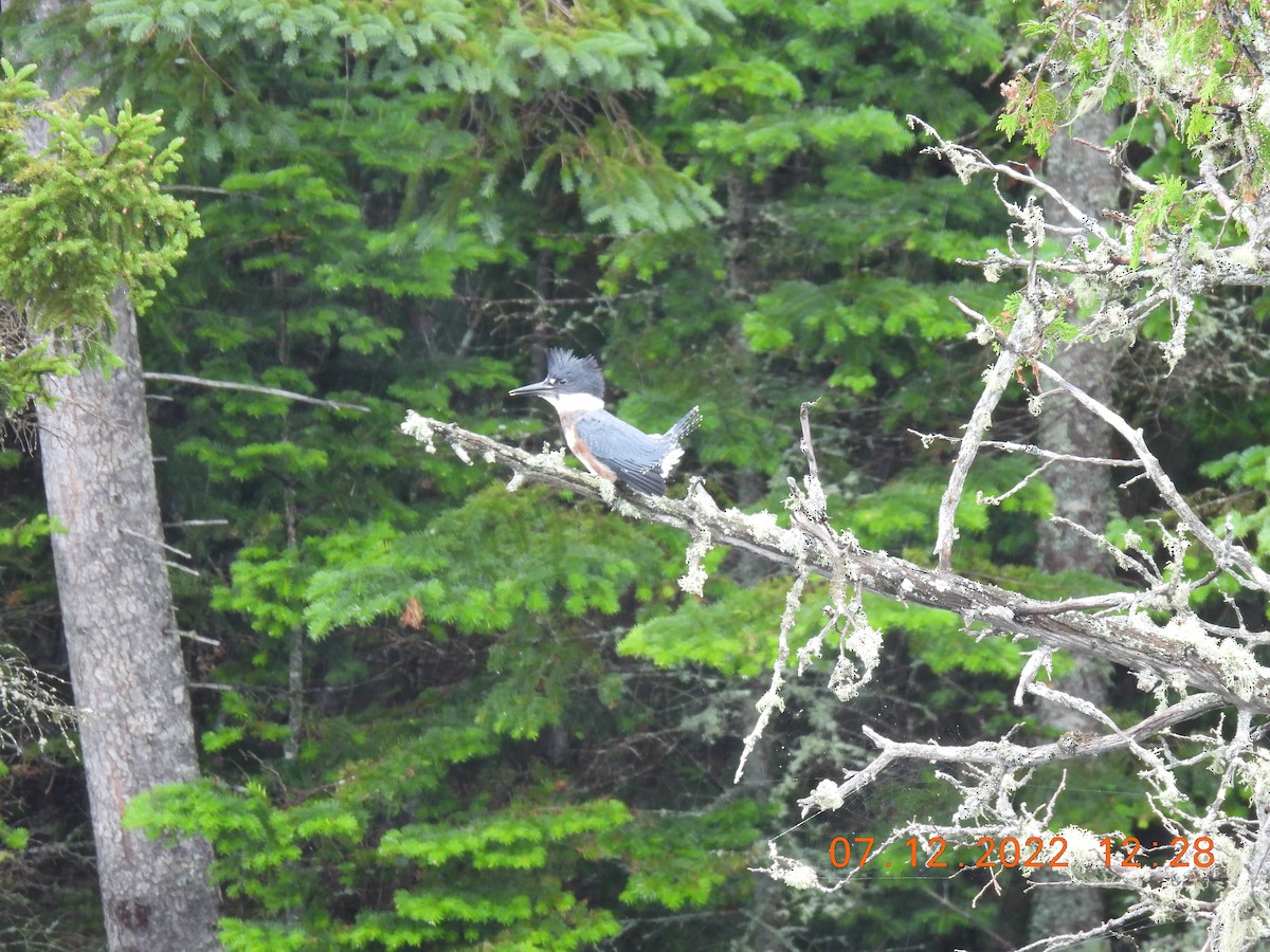 Belted Kingfisher - ML467489141