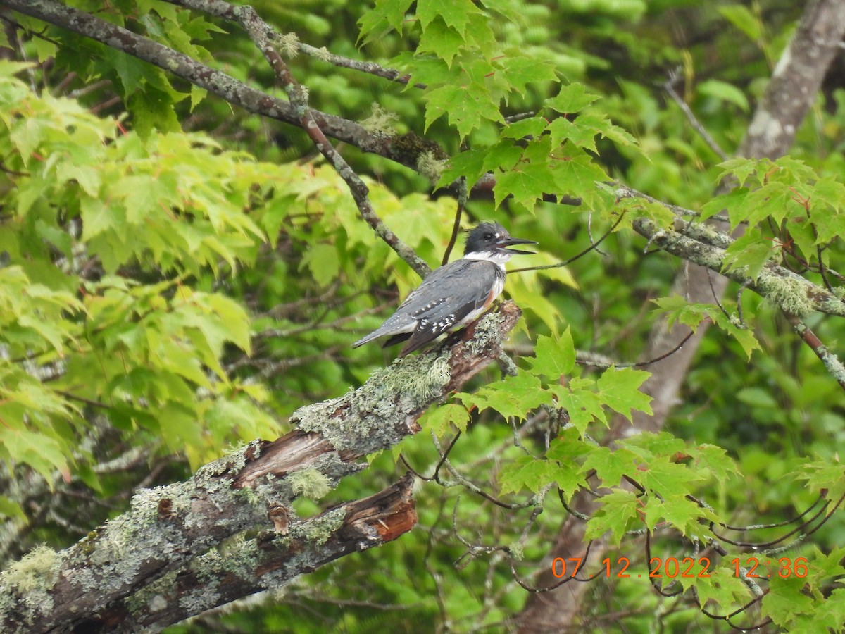 Belted Kingfisher - ML467489151