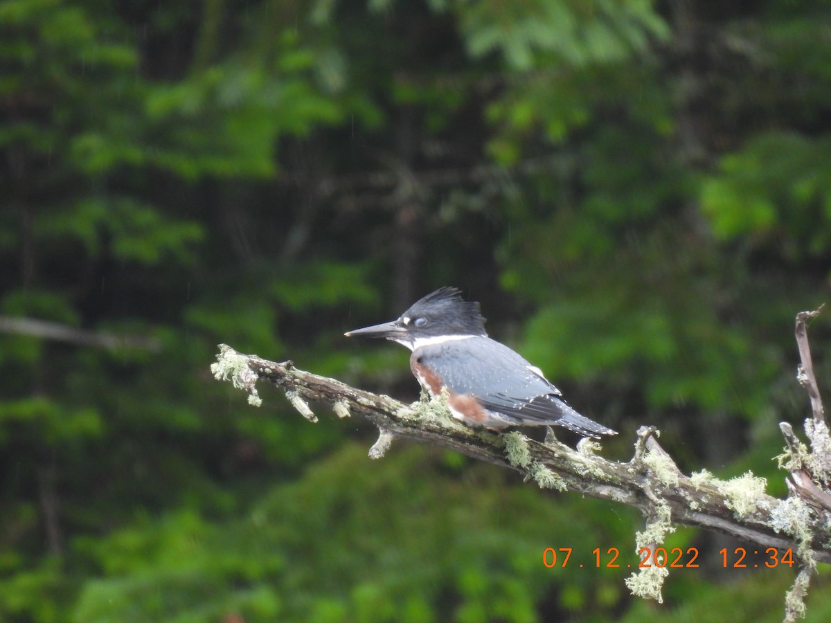 Belted Kingfisher - ML467489161