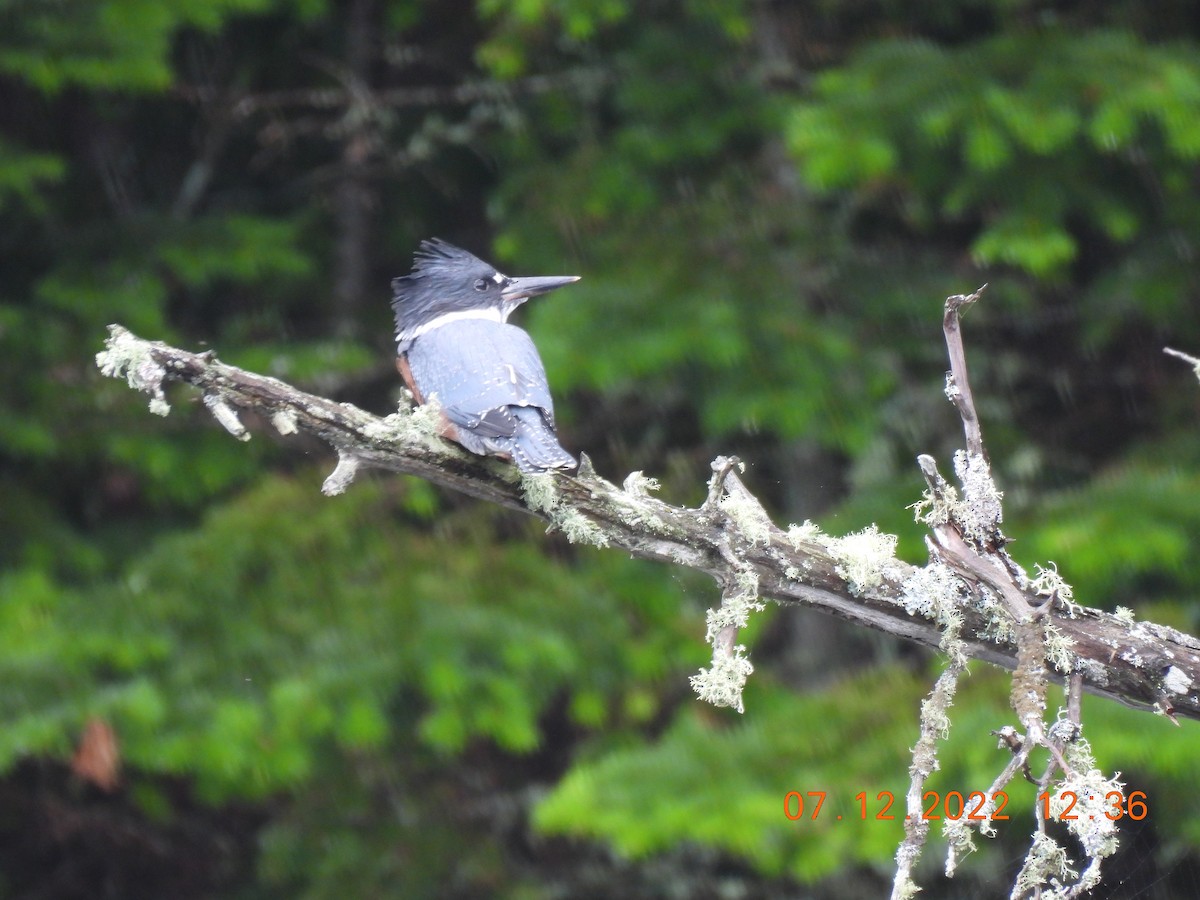 Belted Kingfisher - ML467489171
