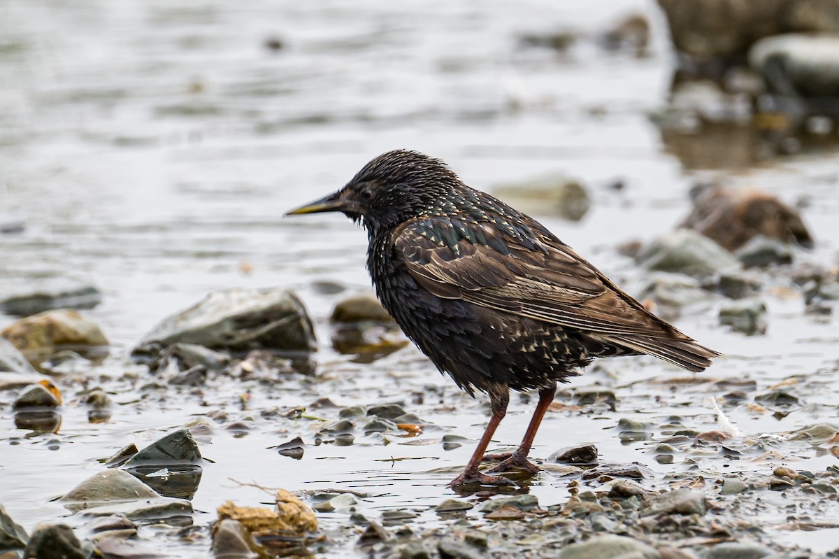 European Starling - ML467489371