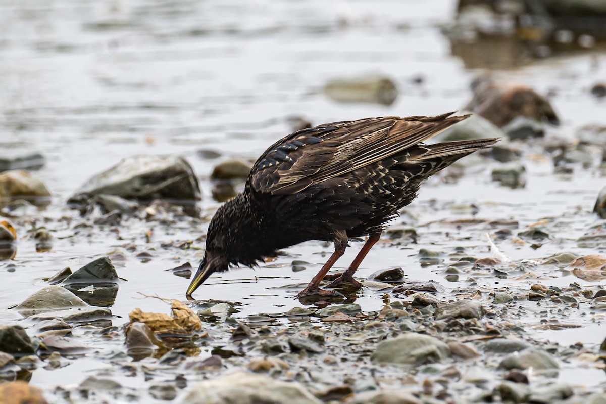 European Starling - ML467489391