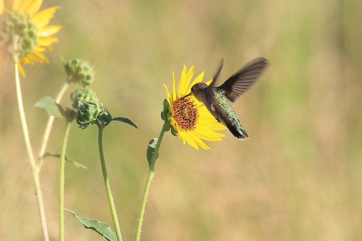 Colibrí Gorjinegro - ML467489411