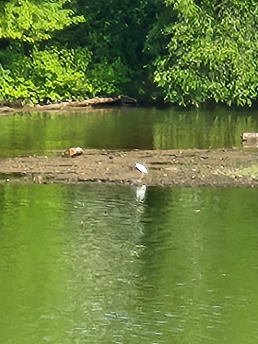 Little Blue Heron - ML467489451