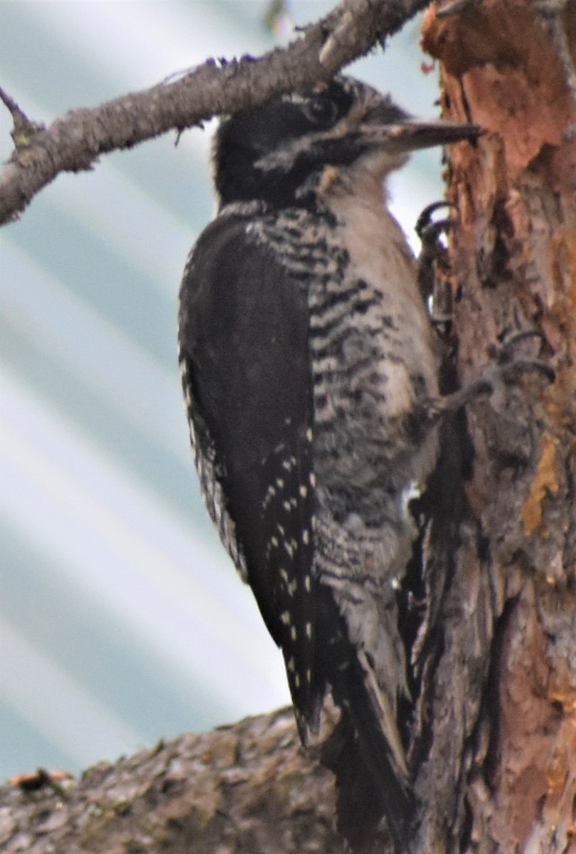 American Three-toed Woodpecker - ML467490381