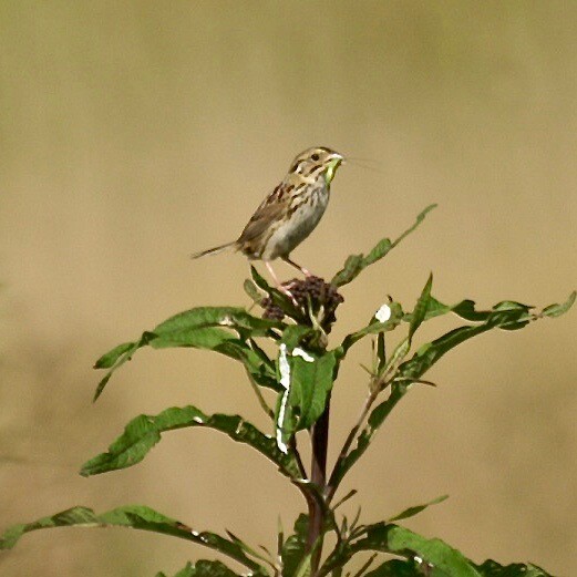 Henslow's Sparrow - ML467491351
