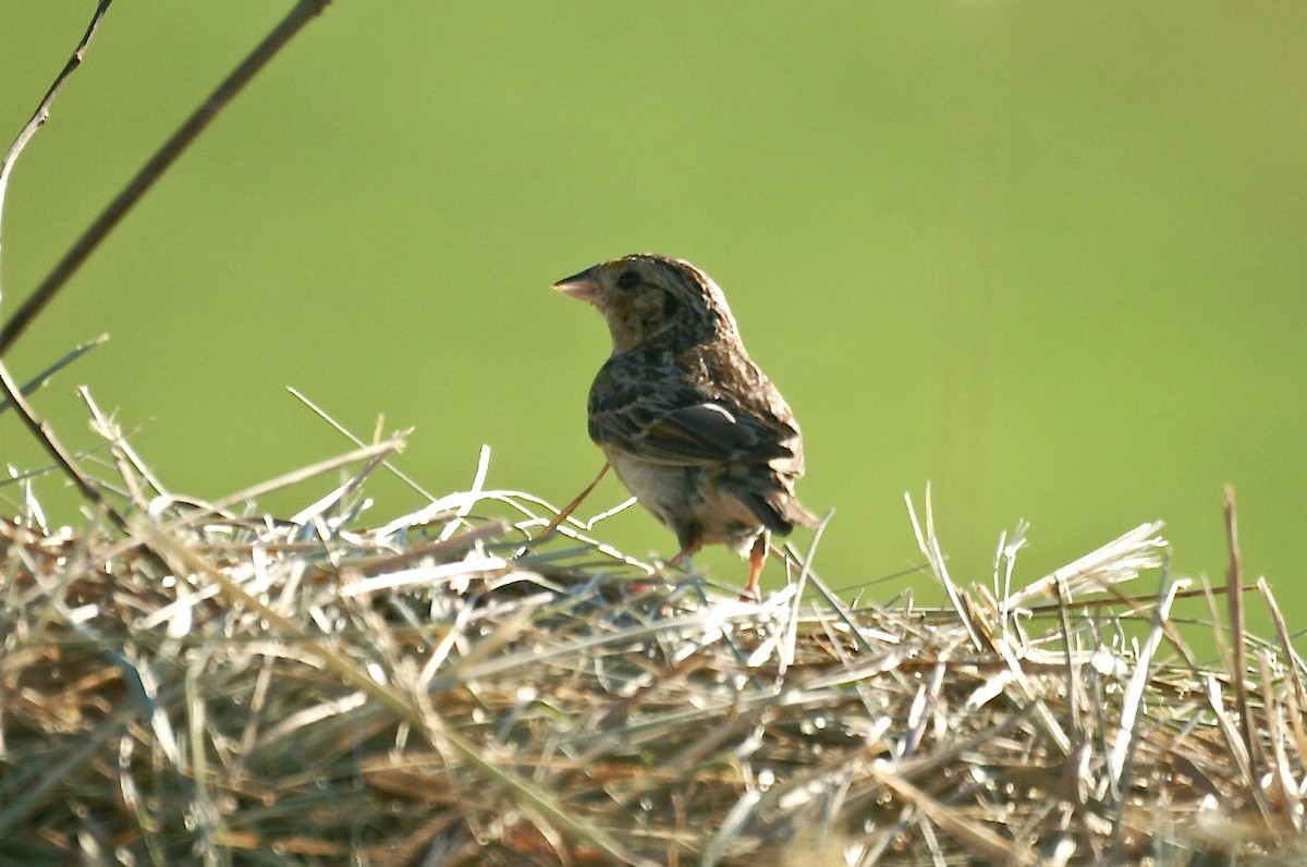 Grasshopper Sparrow - ML467491401