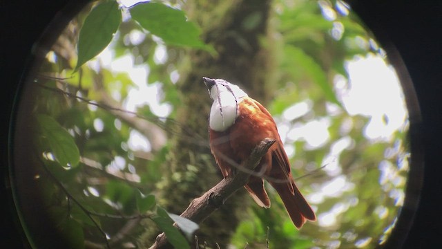 Three-wattled Bellbird - ML467492471